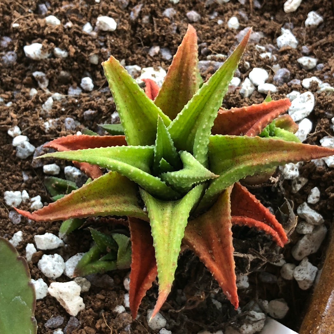 Haworthia in the GardenTags plant encyclopedia