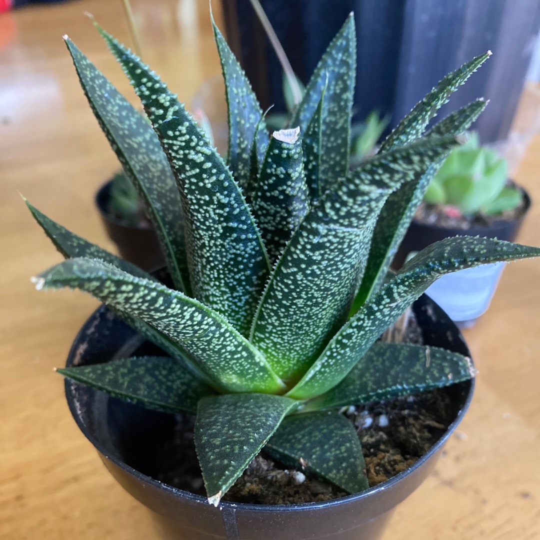 Gasteria Green Giant in the GardenTags plant encyclopedia