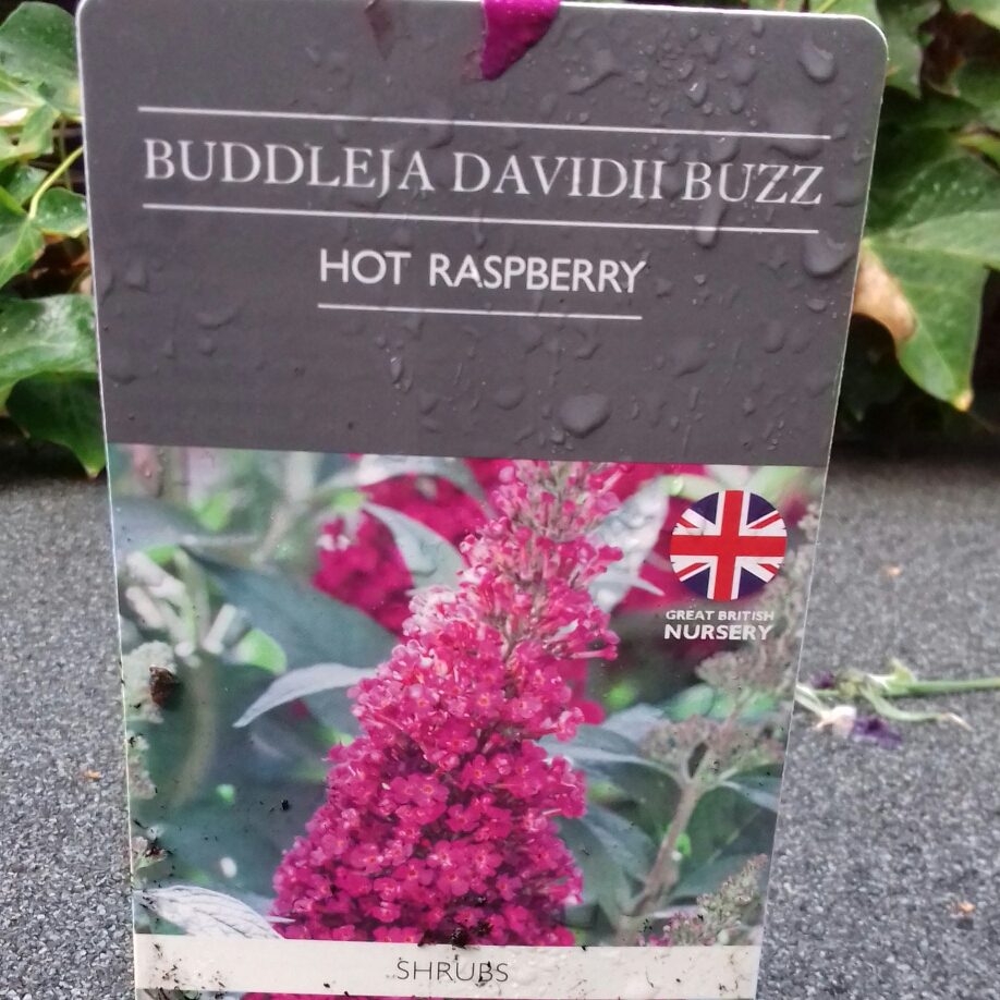 Butterfly Bush Buzz Hot Raspberry in the GardenTags plant encyclopedia