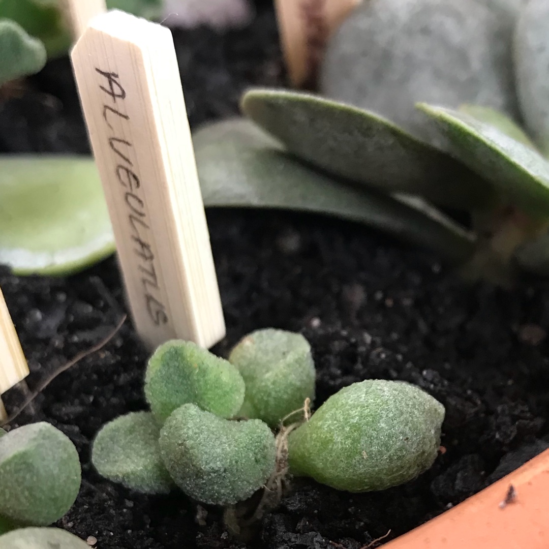 Adromischus Marianae Alveolatus in the GardenTags plant encyclopedia