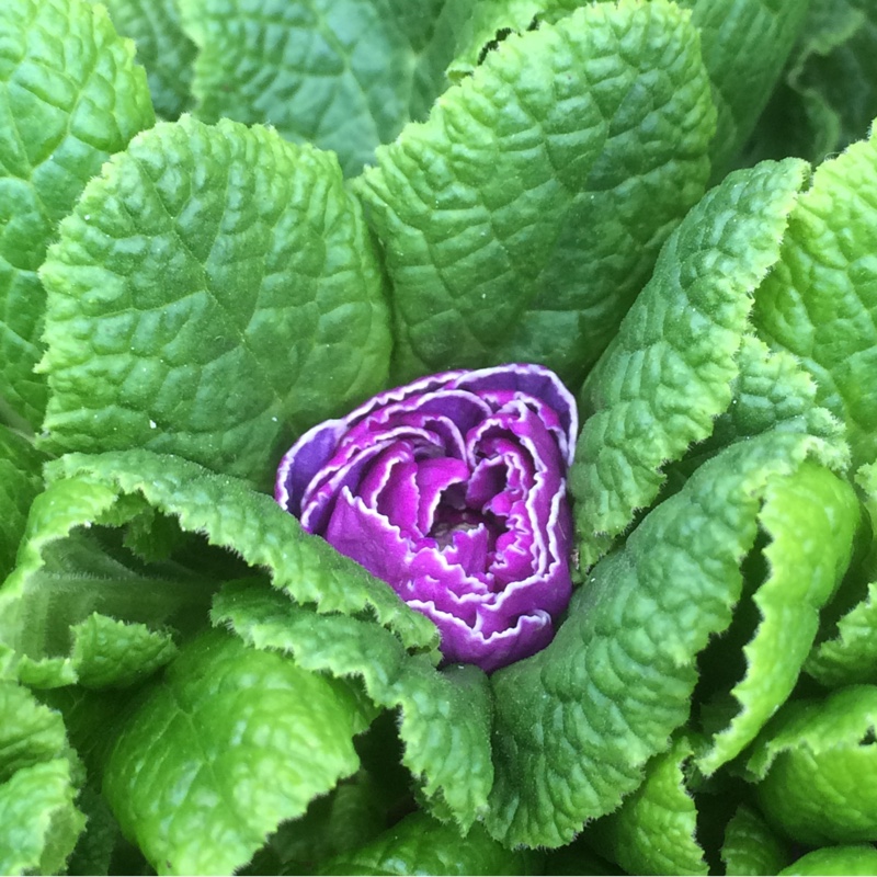 Double Primrose Amethyst Ice in the GardenTags plant encyclopedia