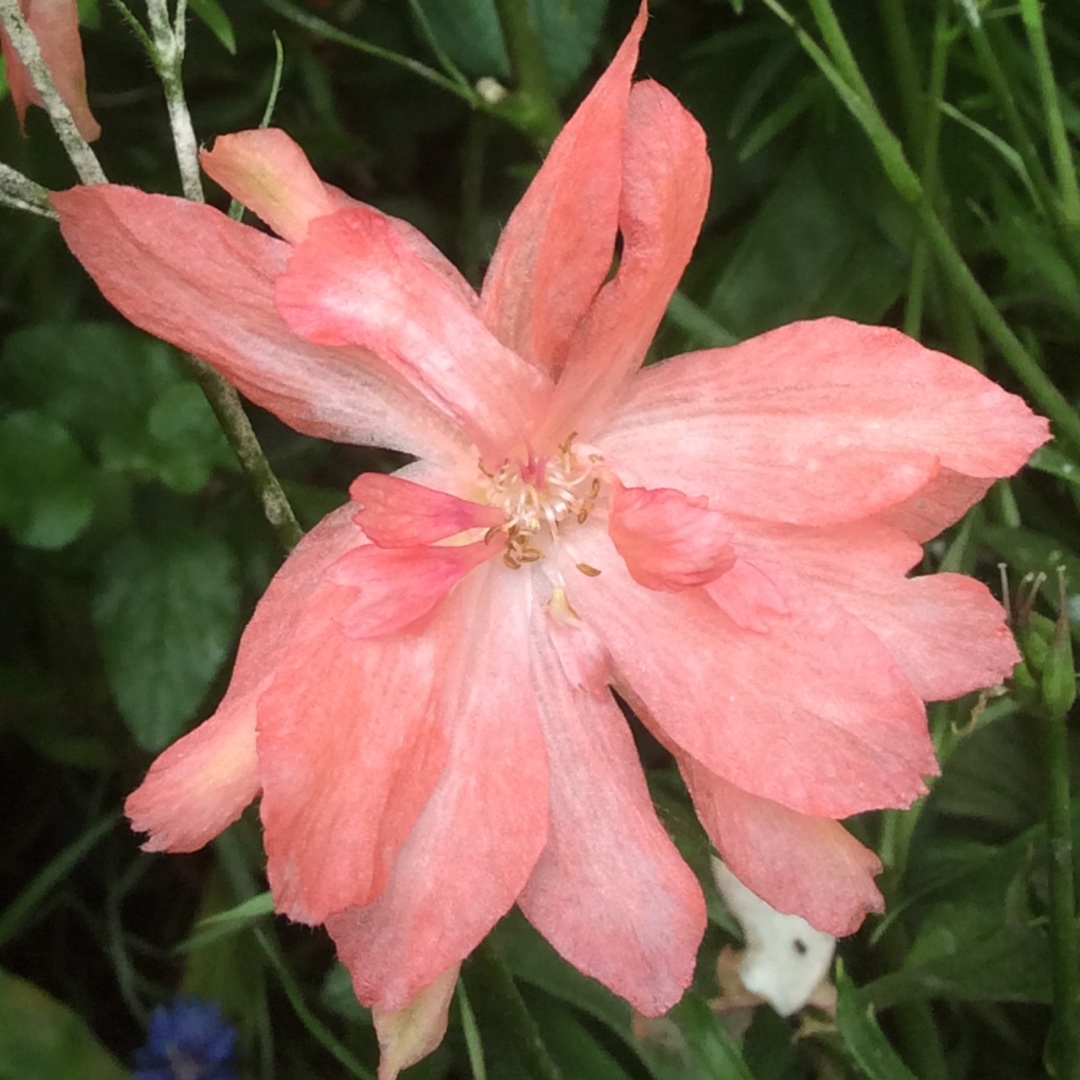 Larkspur Princess Caroline in the GardenTags plant encyclopedia