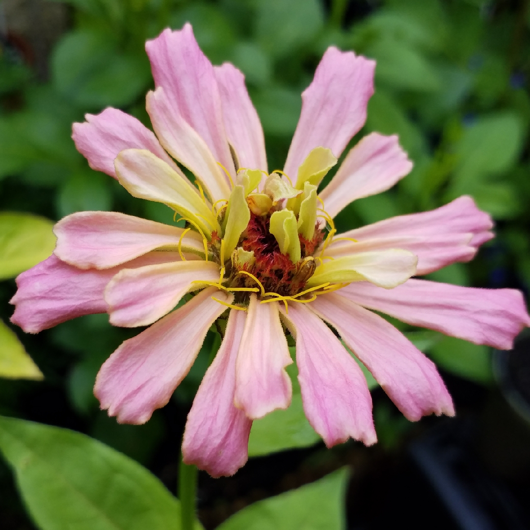 Zinnia Pinca in the GardenTags plant encyclopedia