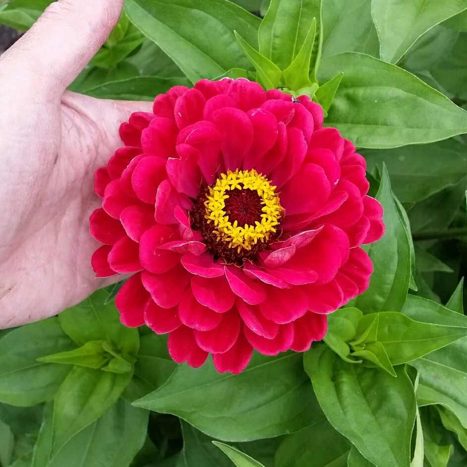 Zinnia Scarlet Flame in the GardenTags plant encyclopedia