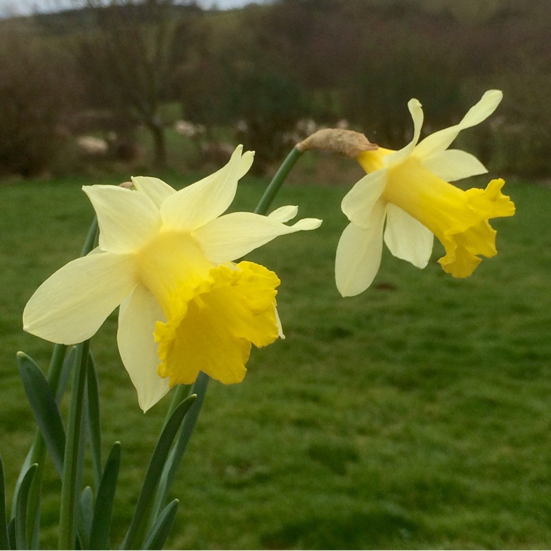 Daffodil Topolino (Trumpet) in the GardenTags plant encyclopedia