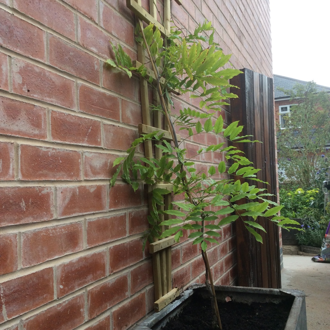 Japanese Wisteria Pink Ice in the GardenTags plant encyclopedia