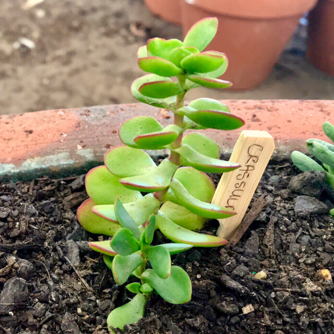 Crassula Cultrata in the GardenTags plant encyclopedia