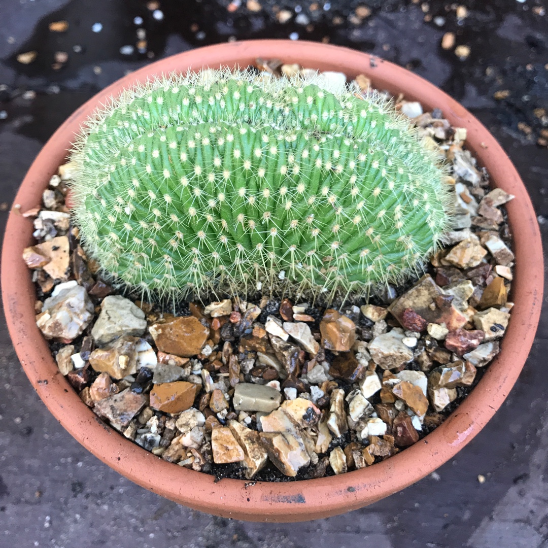 Trichocereus huascha crested form in the GardenTags plant encyclopedia