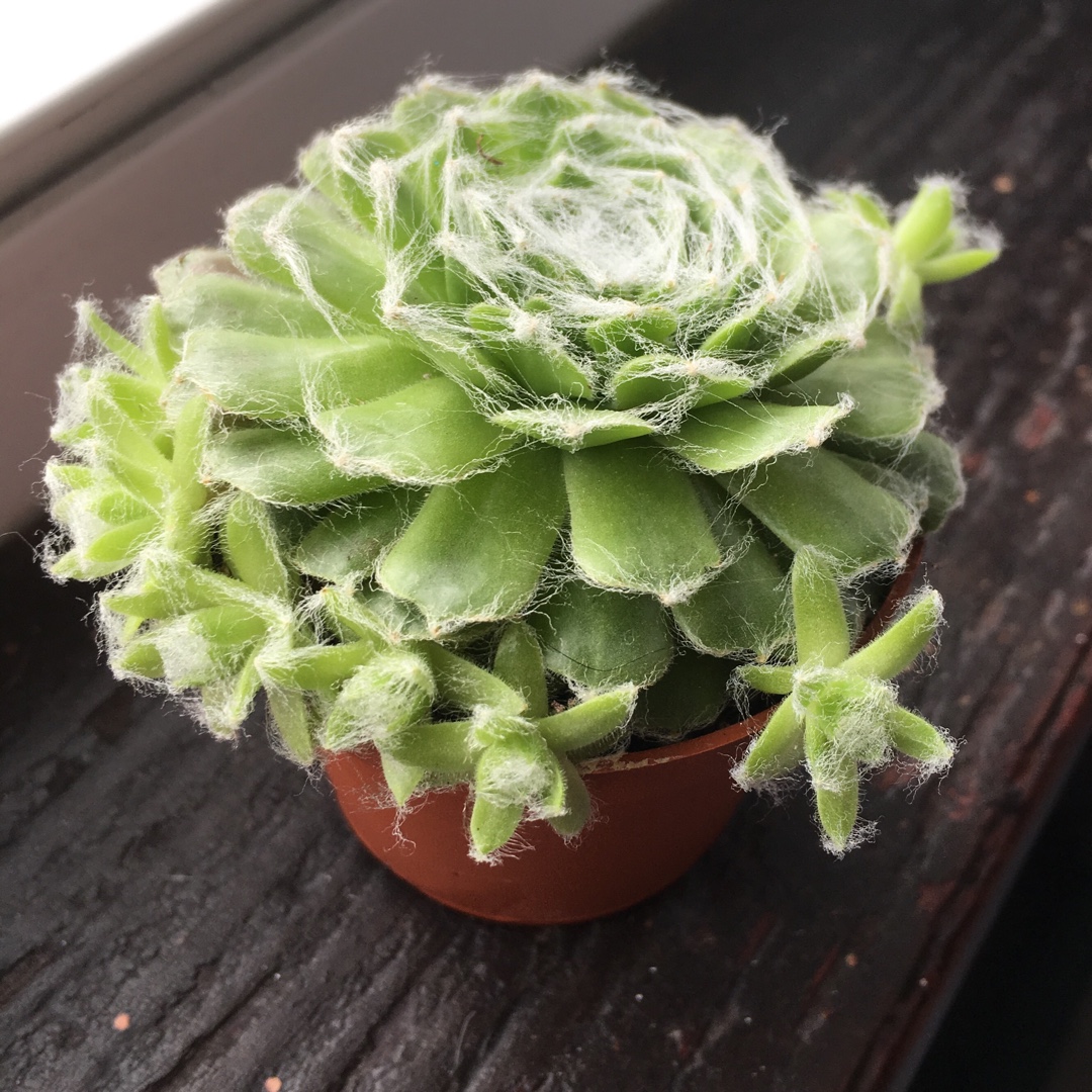 Sempervivum Italicum in the GardenTags plant encyclopedia