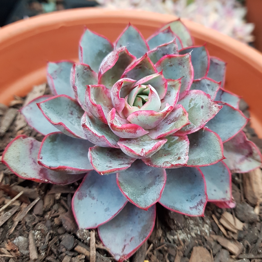 Echeveria Hera in the GardenTags plant encyclopedia