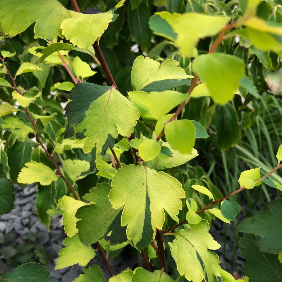 Spiraea Gold Fountain in the GardenTags plant encyclopedia