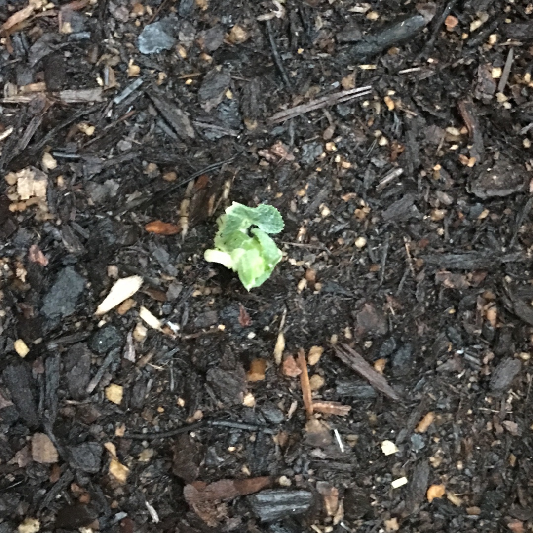 White Chayote in the GardenTags plant encyclopedia