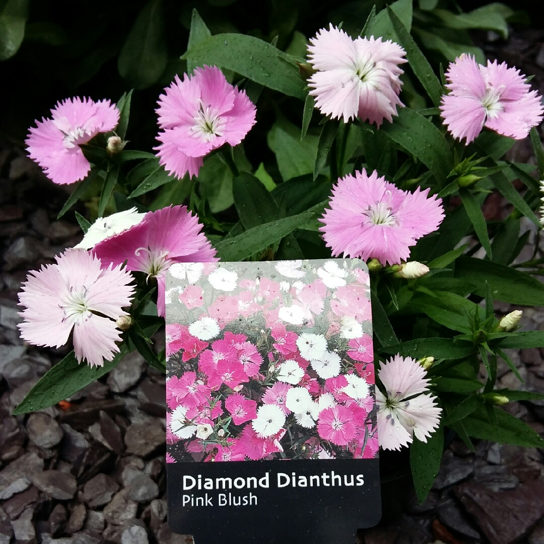 Carnation Diamond Pink Blush in the GardenTags plant encyclopedia