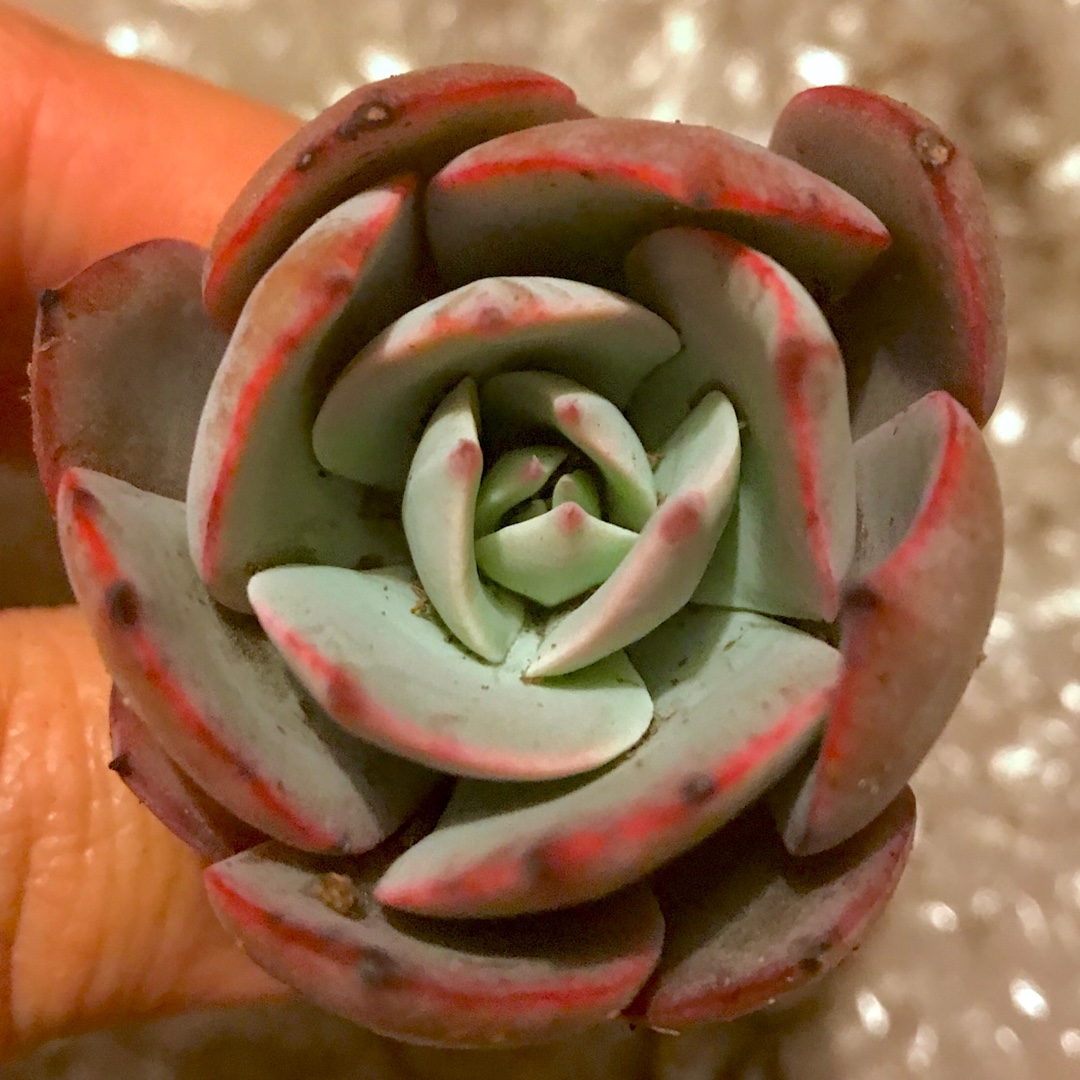 Echeveria Cante x Laurensis in the GardenTags plant encyclopedia