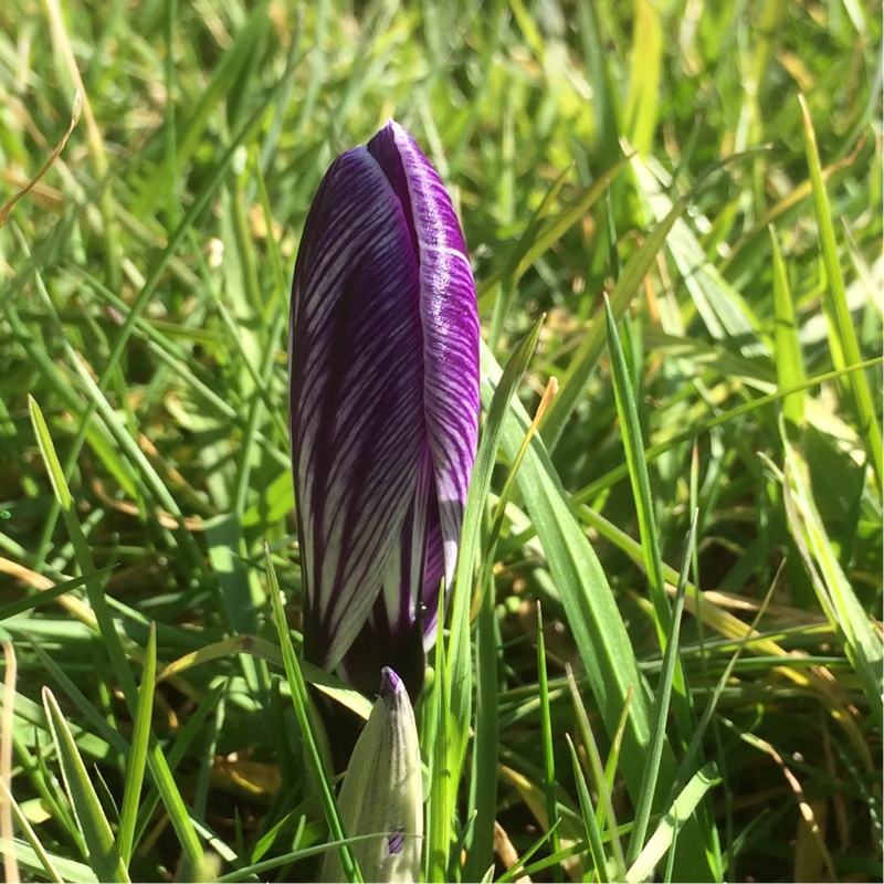 Crocus Twinborn in the GardenTags plant encyclopedia