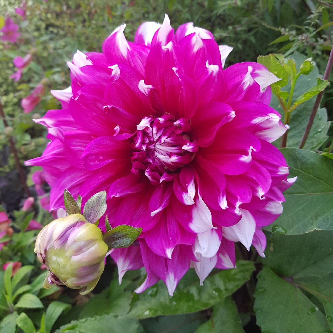 Dahlia Purple Explosion in the GardenTags plant encyclopedia