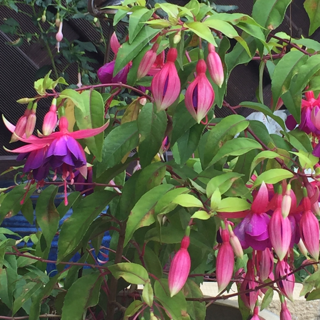 Fuchsia Olga Storey in the GardenTags plant encyclopedia