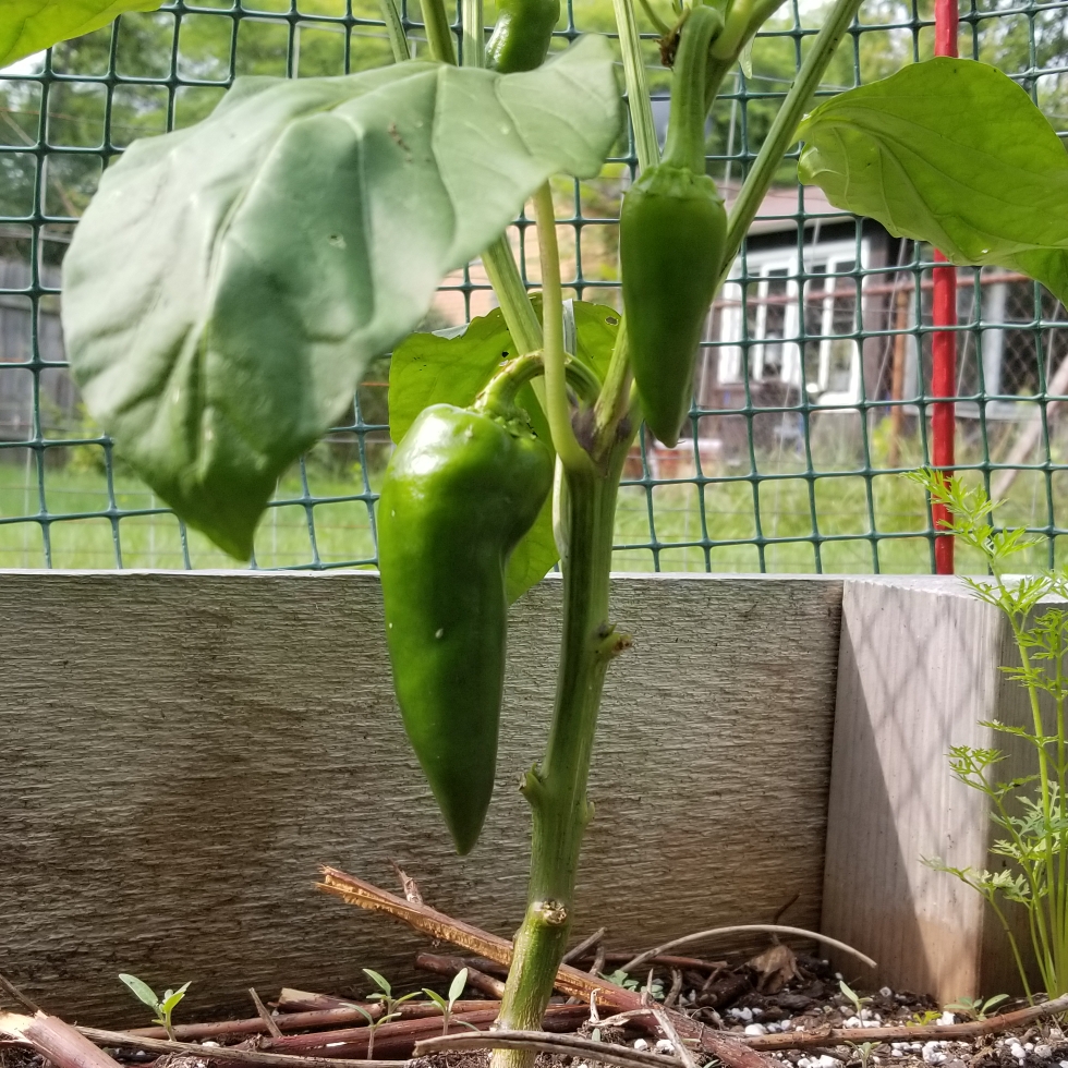 Sweet Pepper Ajvarski in the GardenTags plant encyclopedia