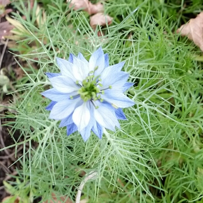 Love-In-a-Mist Moody Blues in the GardenTags plant encyclopedia