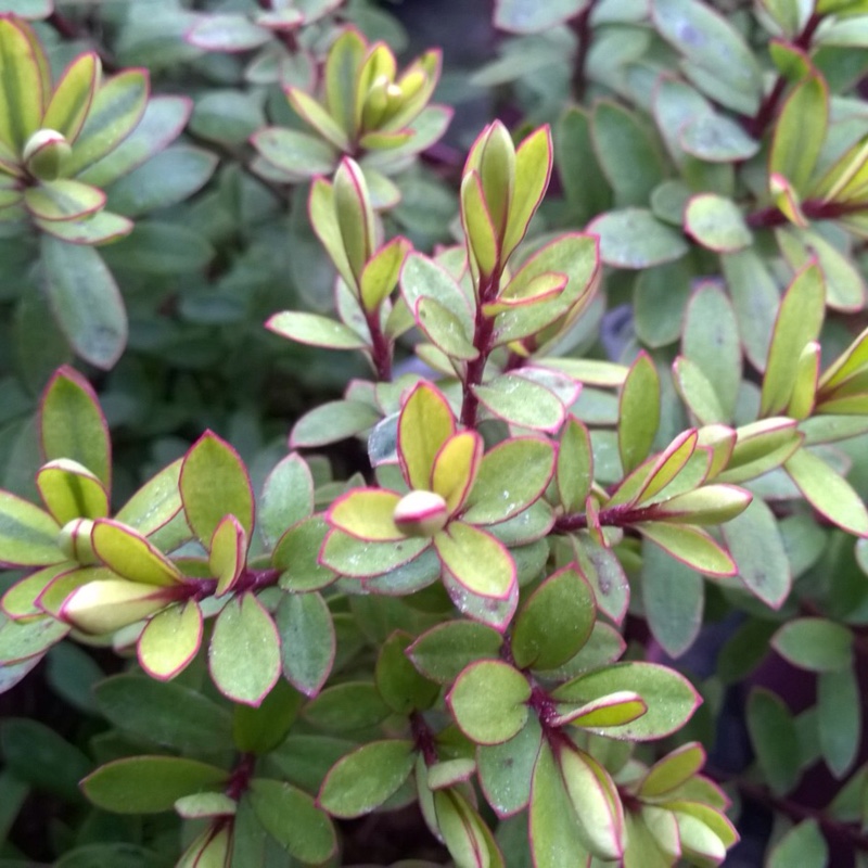 Shrubby Veronica Goldrush in the GardenTags plant encyclopedia