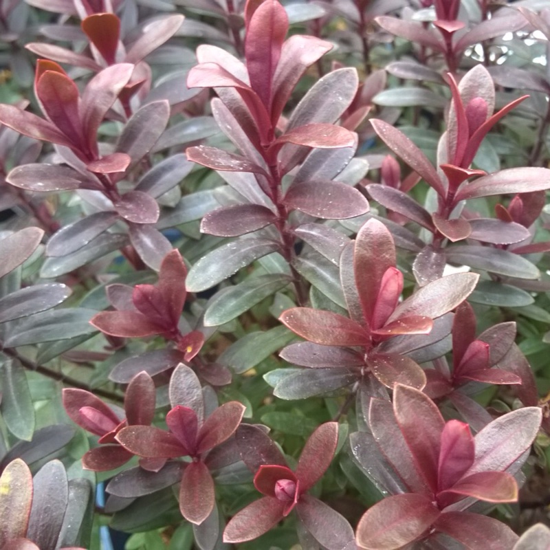 Shrubby Veronica Pascal in the GardenTags plant encyclopedia