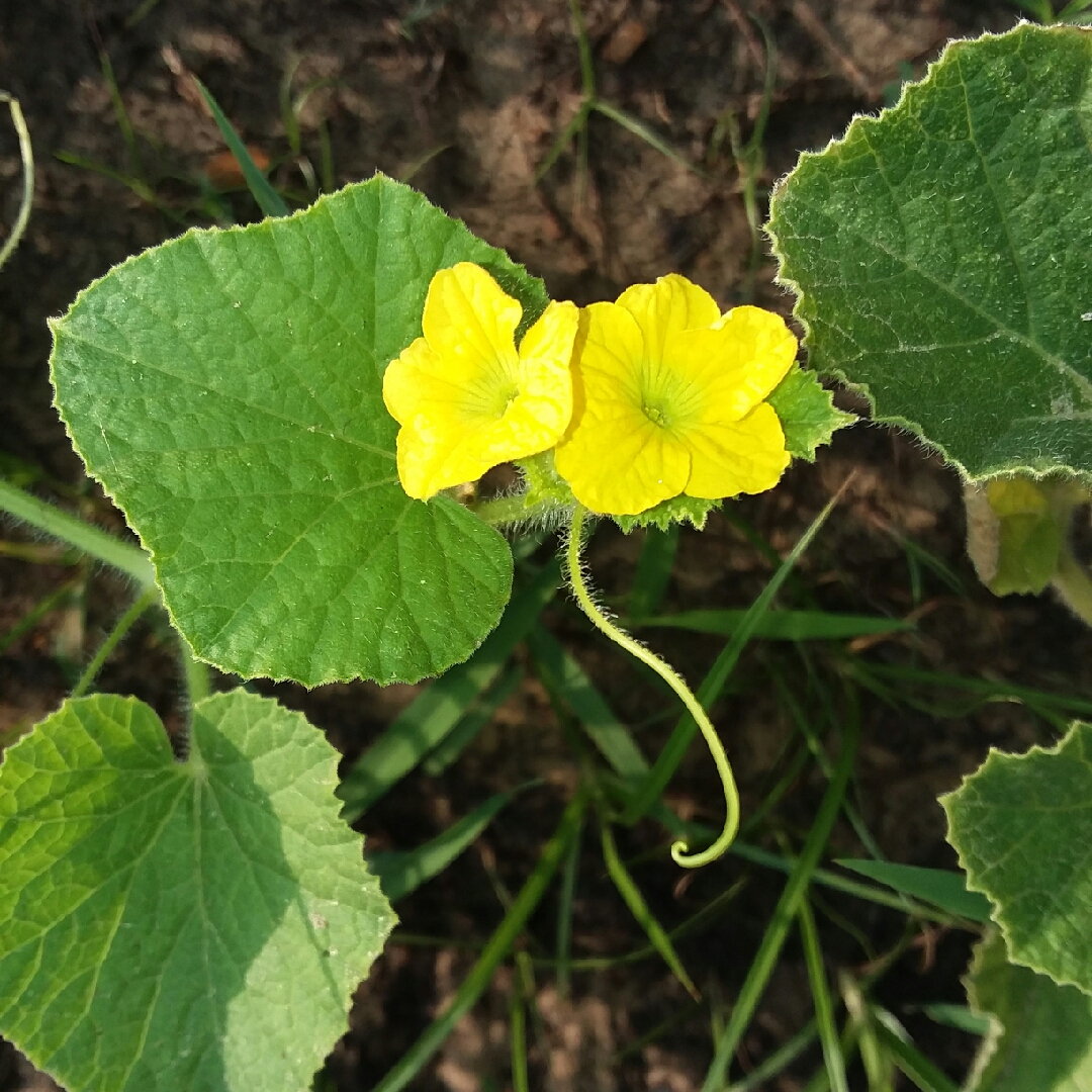 North American Cantaloupe in the GardenTags plant encyclopedia