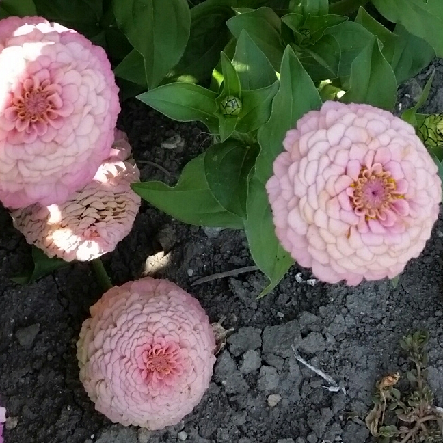 Zinnia Lilliput Pink in the GardenTags plant encyclopedia