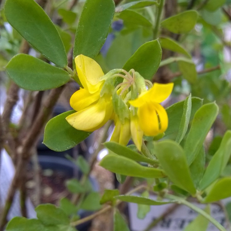 Glaucous Scorpion Vetch in the GardenTags plant encyclopedia