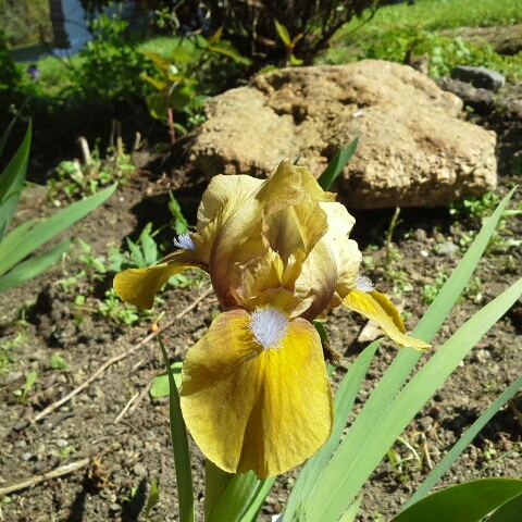 Bearded Iris Gingerbread Man (Standard Dwarf) in the GardenTags plant encyclopedia