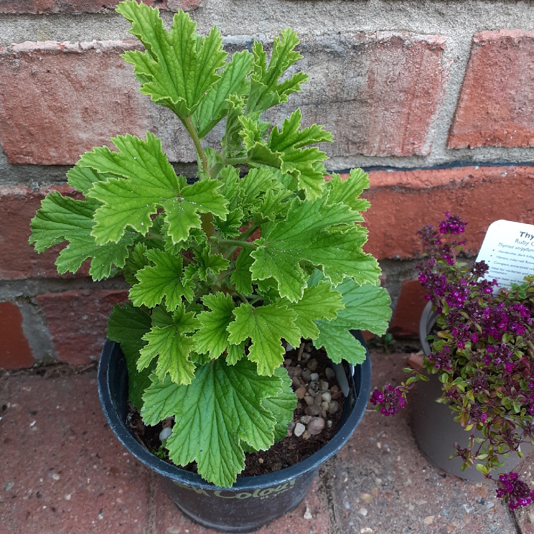 Pelargonium Erne Shubert (Scented) in the GardenTags plant encyclopedia