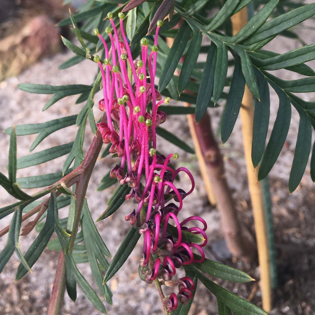 Grevillea Burgundy Blaze in the GardenTags plant encyclopedia