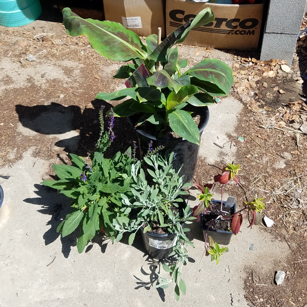 California Coffeeberry in the GardenTags plant encyclopedia