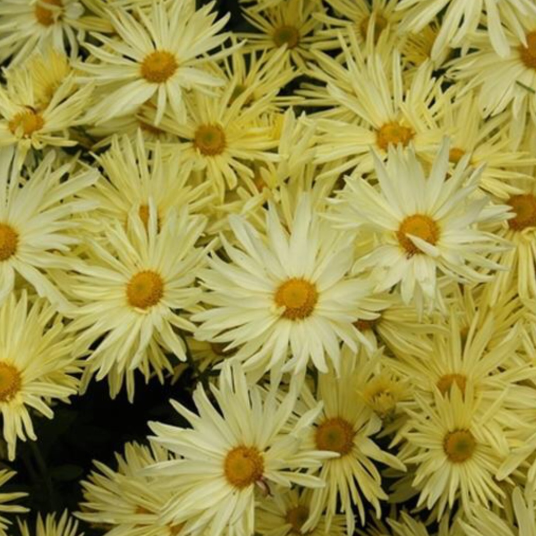 Chrysanthemum Gethsemane Moonlight in the GardenTags plant encyclopedia