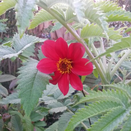 Dahlia (Species) Scarlet Dahlia in the GardenTags plant encyclopedia