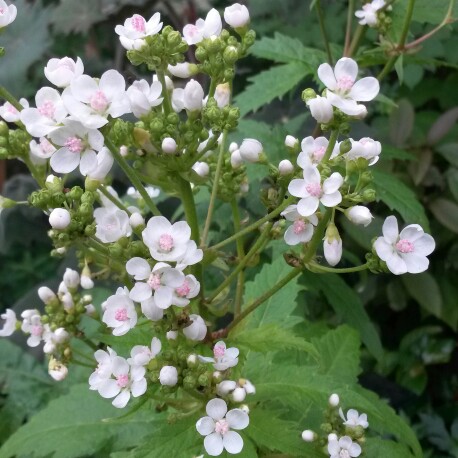 Glade mallow in the GardenTags plant encyclopedia