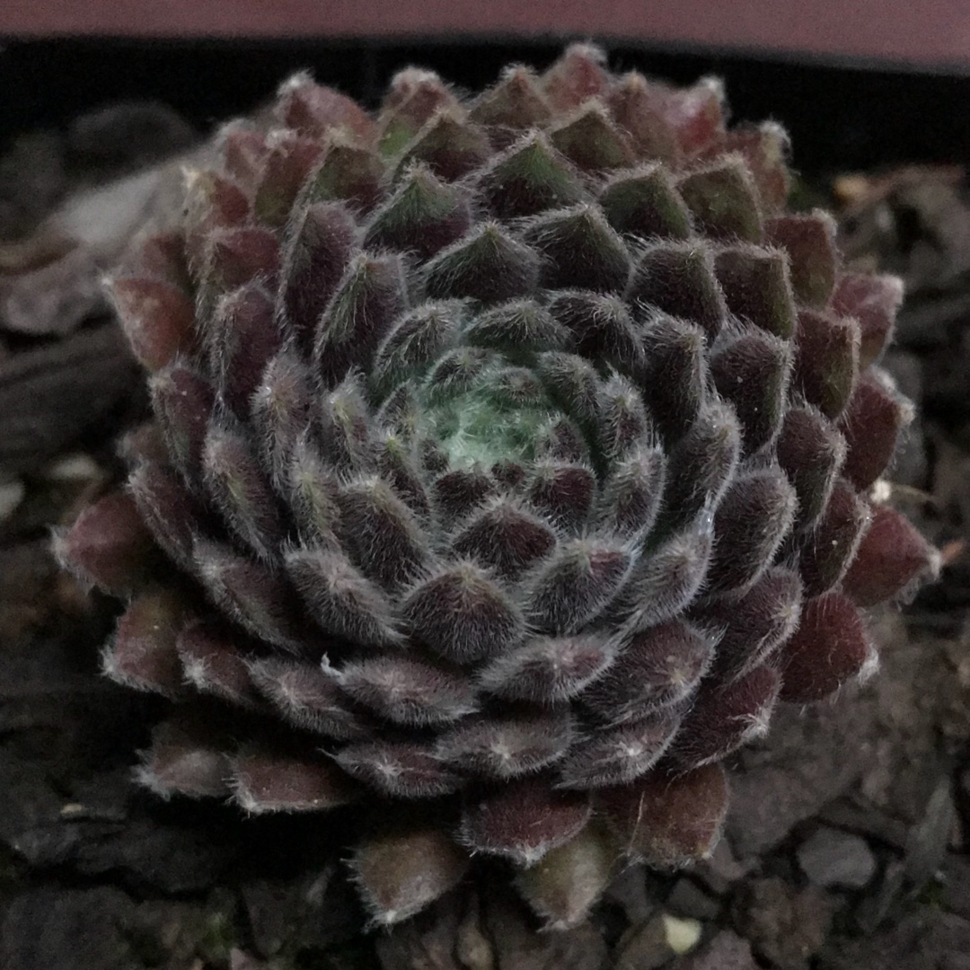 Sempervivum Silver Thaw in the GardenTags plant encyclopedia