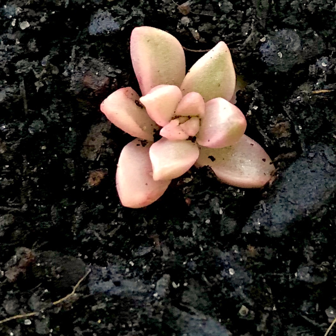 Graptosedum Bronze Variegated Form in the GardenTags plant encyclopedia