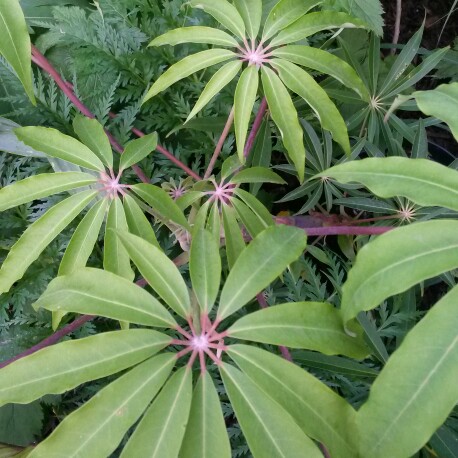 Umbrella tree in the GardenTags plant encyclopedia