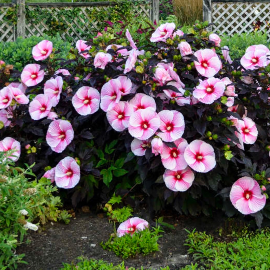 Rose Mallow Starry Starry Night in the GardenTags plant encyclopedia