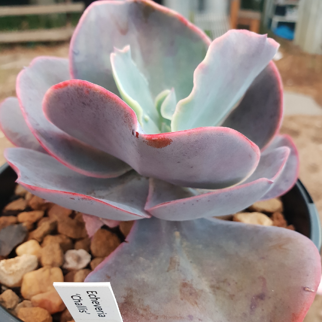 Echeveria Wonder Woman in the GardenTags plant encyclopedia