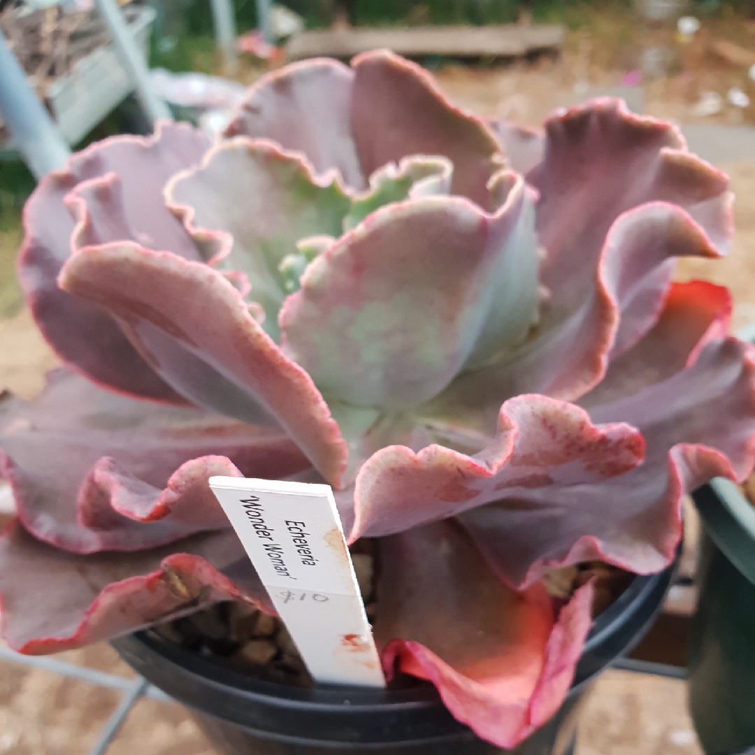 Echeveria Challis in the GardenTags plant encyclopedia