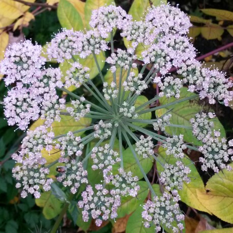 Angelica in the GardenTags plant encyclopedia