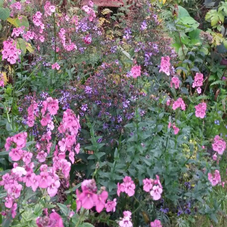 Twinspur Hopleys in the GardenTags plant encyclopedia