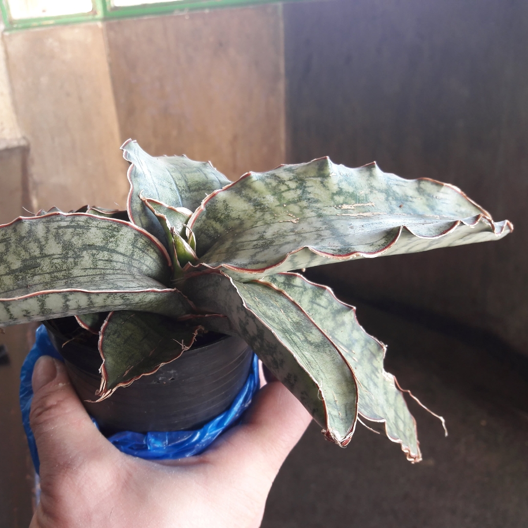 Snake Plant Cleopatra in the GardenTags plant encyclopedia