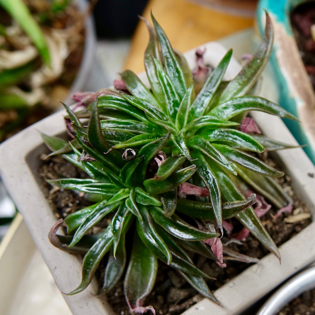 Echeveria Lutea in the GardenTags plant encyclopedia