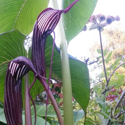 Cobra Lily in the GardenTags plant encyclopedia