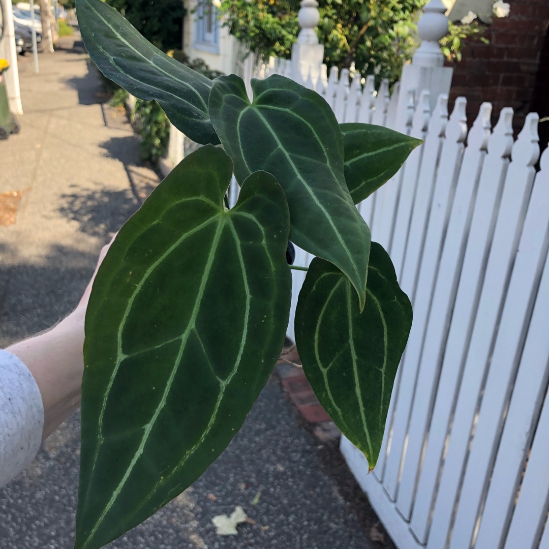 Crystal Anthurium in the GardenTags plant encyclopedia