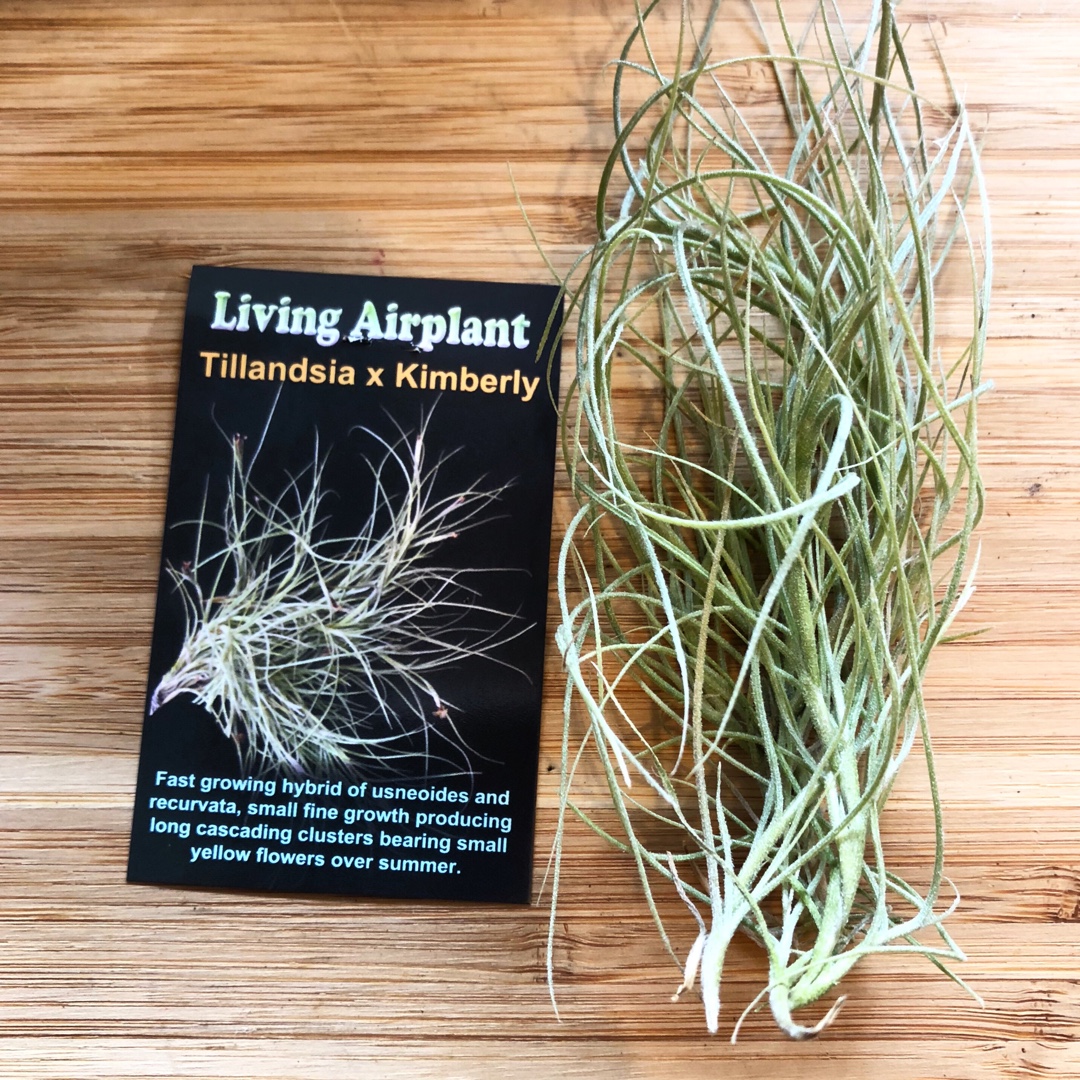 Airplant Kimberly in the GardenTags plant encyclopedia