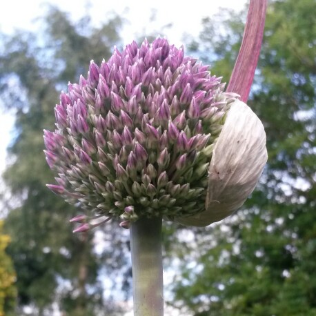 Allium Summer Drummer in the GardenTags plant encyclopedia