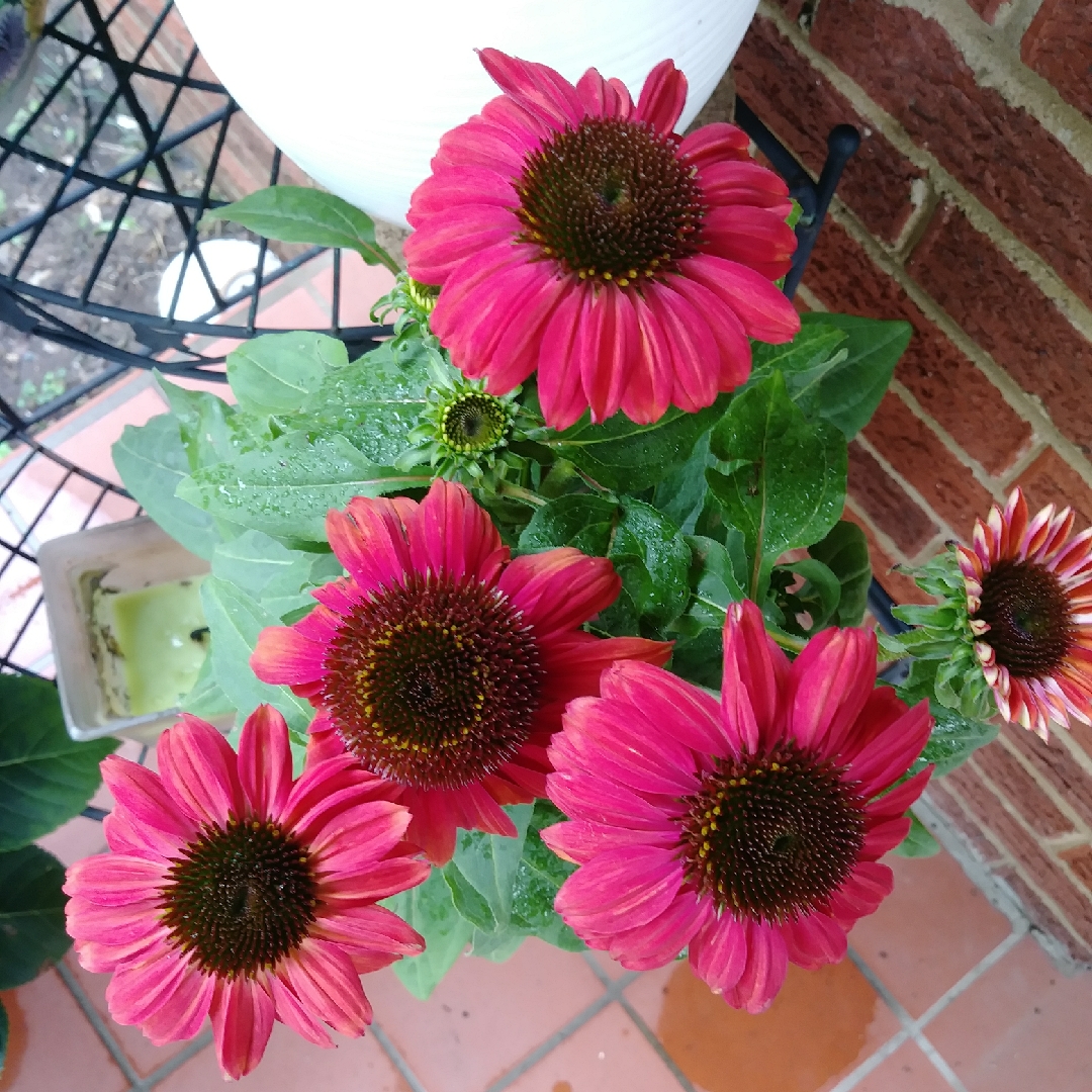 Coneflower Sombrero Baja Burgundy in the GardenTags plant encyclopedia